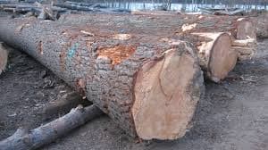 Spruce_ Pine and Oak AD Fresh Cut Logs